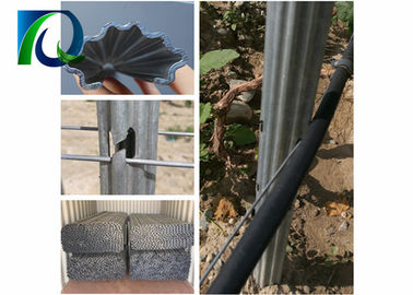Anti Corrosion Metal Vineyard Trellis Posts For Fruit Planting 1.8MM X 2.4M Size