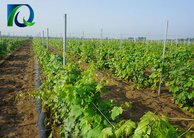 Anti Corrosion Metal Vineyard Trellis Posts For Fruit Planting 1.8MM X 2.4M Size