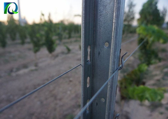 Galvanisierte 50x40MM Weinberg-Gitter-Posten für großen Wein-Garten