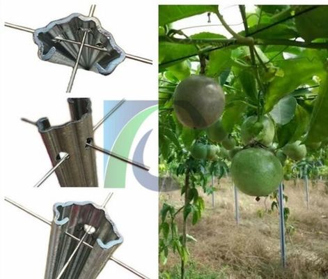 Weinrebe-Gitter 275G/M2 2.4M Height 1.5mm Metallfür Obstgarten
