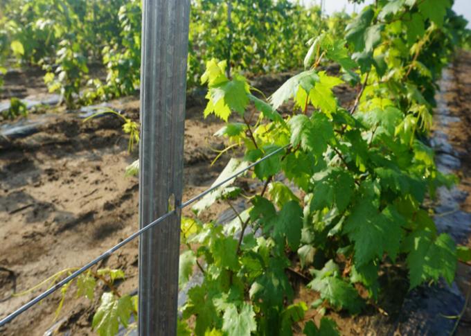 Heißer eingetauchter galvanisierter Stahlstärke-Gebrauch des weinberg-Posten-2.0mm für das Trauben-Wachsen
