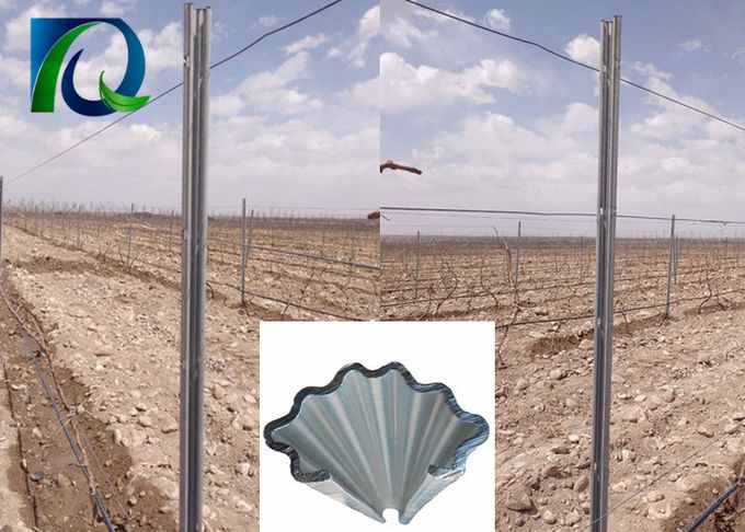 C-Metallweinberg-Gitter gibt heiße galvanisierte einfache Einrichtung 275G/M2 bekannt